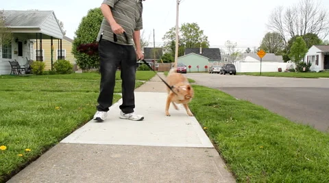 Playful Dog 動画素材 4890847