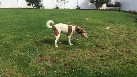 Playful Dog Stock Footage 91562054