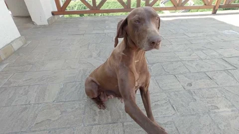 A playful dog Stock Footage 139945494