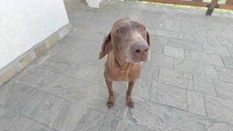 A playful dog Stock Footage 139945869