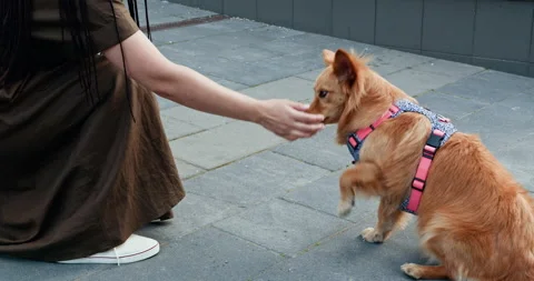 A Playful Dog Happily Interacting with Its Owner in a Lively Urban Setting or Stock Footage 301307353