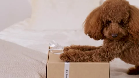 A Playful Dog is Happily Interacting with a Package on a Soft Cozy Surface at Stock Footage 305296894