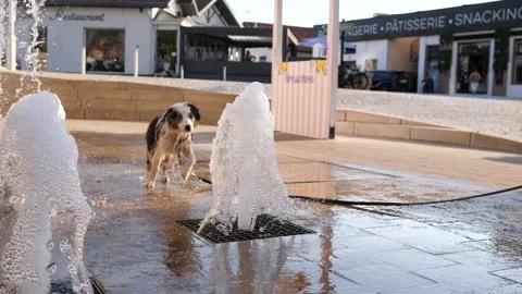 A playful dog is having fun playing with the jets of a fountain water in Fra Stock Footage 340021260