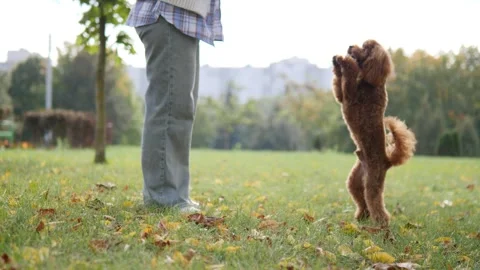 Playful dog having a great time enjoying a beautiful day at the outdoor park Stock Footage 291434718
