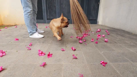 Playful dog interrupting brushing fallen pink flowers from driveway Stock Footage 310715381