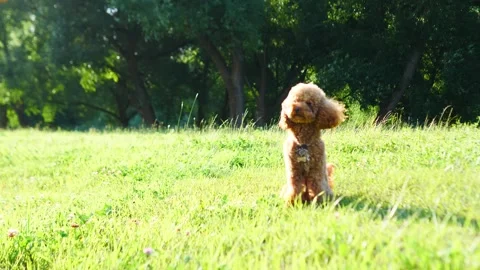 A Playful Dog is Joyfully Running Through a Sunlit Grassland, Full of Life and Stock Footage 314746905