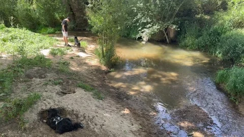 Playful dog jumping into a muddy river to swim Video stock 342344108