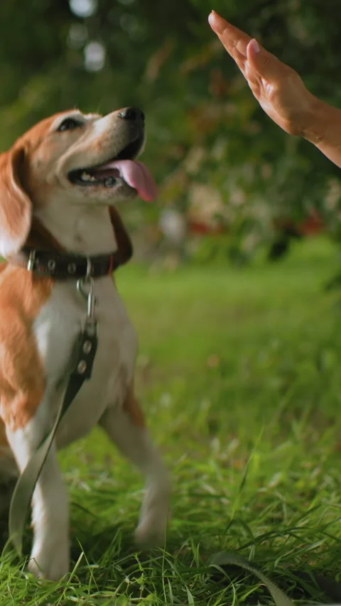 Playful dog learning tricks, Beagle practicing paw trick outdoors with owner Stock Footage 323715425
