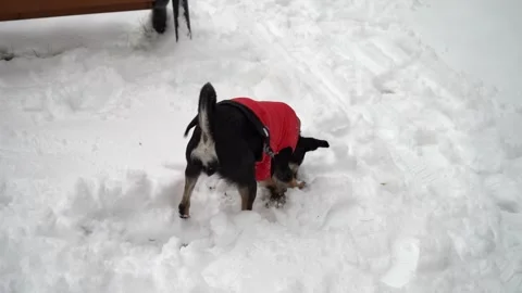Playful dog in a red winter jacket digging and exploring snow Video stock 321815296