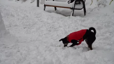 Playful dog in a red winter jacket digging and exploring snow  Stock Footage 321815315