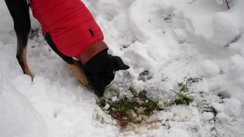 Playful dog in a red winter jacket digging and exploring snow  Stock Footage 321815316