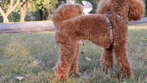Playful dog sniffing and exploring the ground in a beautiful park Stock Footage 288590133