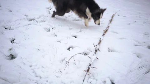Playful dog in the snow with comically large stick, 4k Stock Footage 86607561