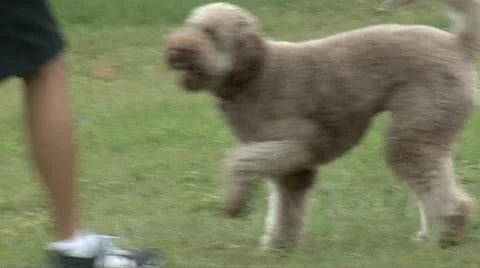 PLAYFUL DOG WITH TRAINER - HD Stock Footage 12250892