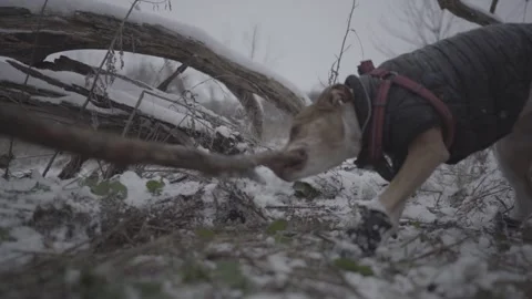 A playful dog wearing a jacket exploring the snowy outdoors Stockbeeldmateriaal 316301441