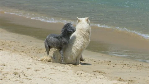 Playful dogs at beach Stock Footage 89067684