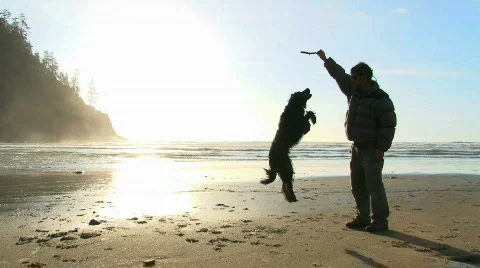 Playful Dogs Stock Footage 593993