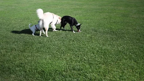 Playful dogs on green grass chasing ball energetic movement happy tails wagging  Stock Footage 310054928