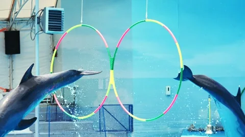 Playful dolphins leaping through vibrant hoops during marine performance along Stock Footage 309870089