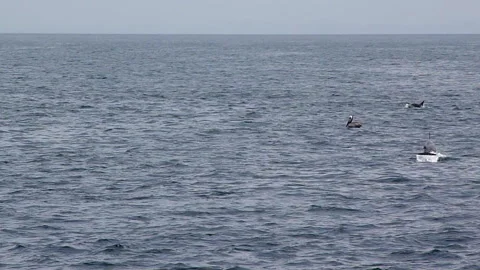 Playful Dolphins in the Pacific Stock Footage 272244237