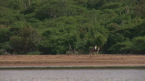 Playful donkey's Stock Footage 94652