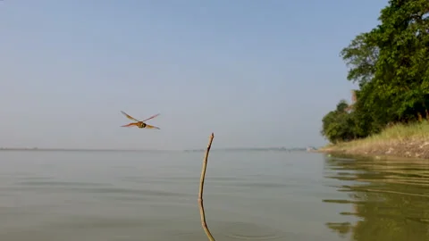 Playful dragonfly hovering like a helicopter and flying over a stick in water. Stock Footage 145510864