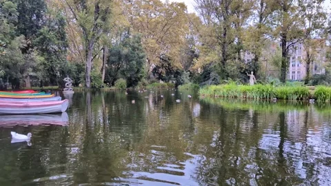 Playful Ducks: Caldas da Rainha Park Stock Footage 288635680