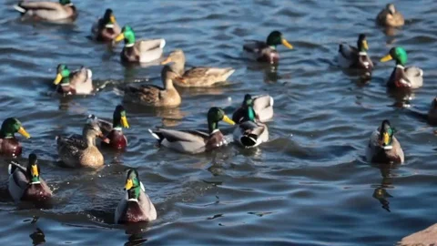 Playful ducks Stock Footage 71767521