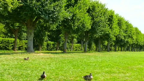 Playful Ducks in the Greenery of the Tree-Lined Path and Meadow Видео 330635933