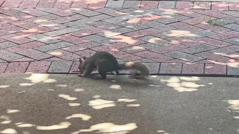 Playful eastern gray squirrel scratches at something in a crack Video stock 278119181