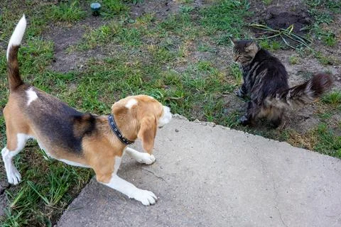 Playful encounter between a beagle and a cat in a backyard setting on a sunny Foto stock