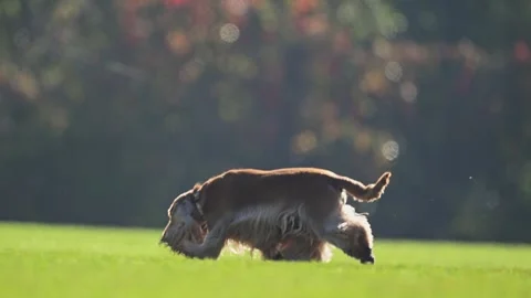 Playful English Spaniel with comical expressions running on green grass Vídeo Stock 304620706