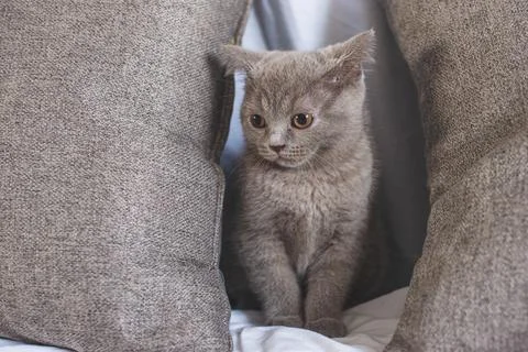 Playful fluffy cat crawling under a bed in bedroom Stock Photos