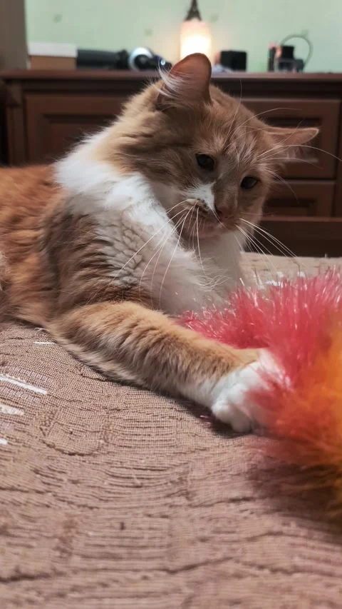 Playful fluffy cat lying on back with raised paw during playtime Video stock 301787341