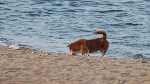 Playful fluffy dog rolling in the sand on a beach Stock-Footage 336566053