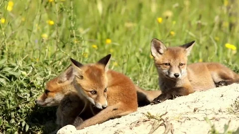 Playful fox cubs Stock Footage 80893730