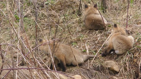 Playful Fox Pups Video stock 106600580