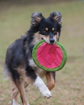 Playful game of fetch Stock Photos