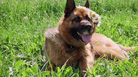 Playful German Shepherd dog Stock Footage 203261144