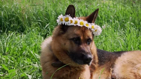Playful German Shepherd dog Stock Footage 203261183