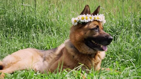 Playful German Shepherd dog Stock Footage 203261283