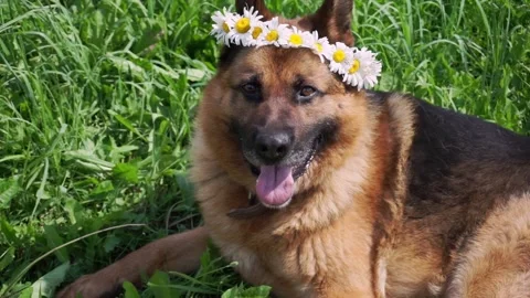 Playful German Shepherd dog Stock Footage 203261284