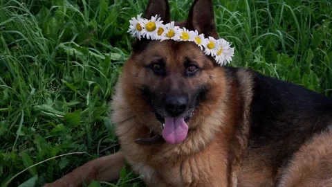Playful German Shepherd dog Stock Footage 203261287