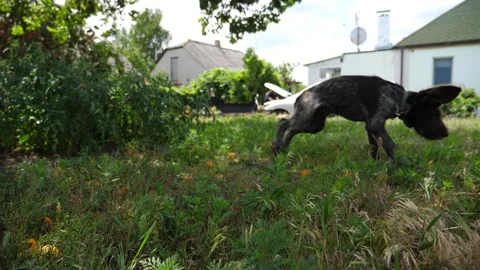 Playful german wirehaired pointer dog running on grass at garden on summer day Stock Footage 304415072