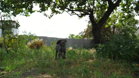 Playful german wirehaired pointer dog running on grass at garden on summer day Stock Footage 304415209