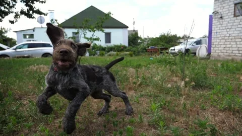Playful german wirehaired pointer dog running on grass at garden on summer day Stock Footage 304415548