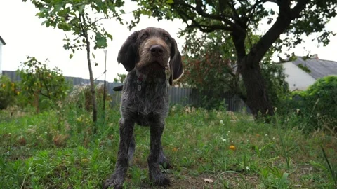 Playful german wirehaired pointer dog running on grass at garden on summer day Stock Footage 304415668
