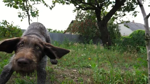 Playful german wirehaired pointer dog running on grass at garden on summer day Stock Footage 304415838