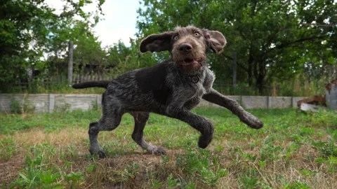 Playful german wirehaired pointer dog running on grass at garden on summer day Stock Footage 309915486