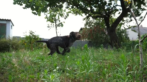 Playful german wirehaired pointer dog running on grass at garden on summer day 库存影片 334672011
